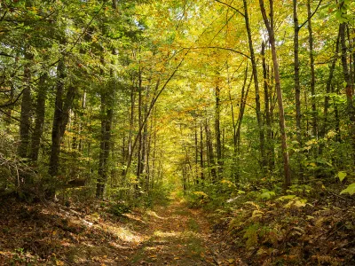 Leaf senescence creates a golden canopy over a trail in the Harvard Forest.