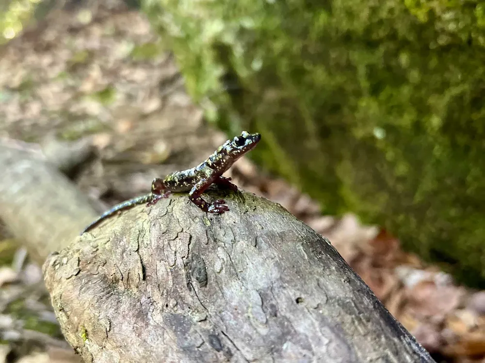 Hickory Nut Gorge green salamander