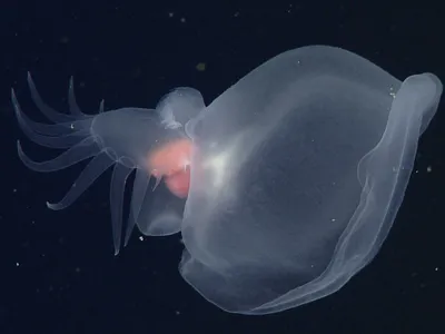 The creature lives in the &ldquo;midnight zone,&quot; an area of the ocean so deep that sunlight never reaches it.