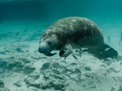 Manatees have rebounded since the 1970s but still face myriad threats.