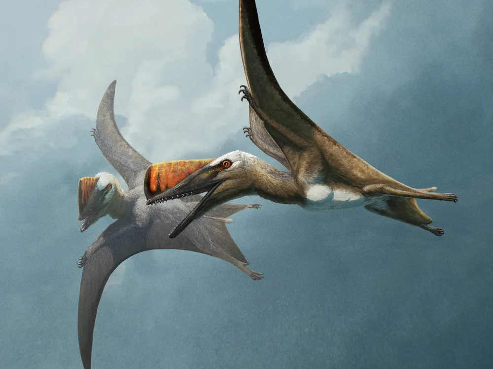 Life restoration of two winged reptiles in flight