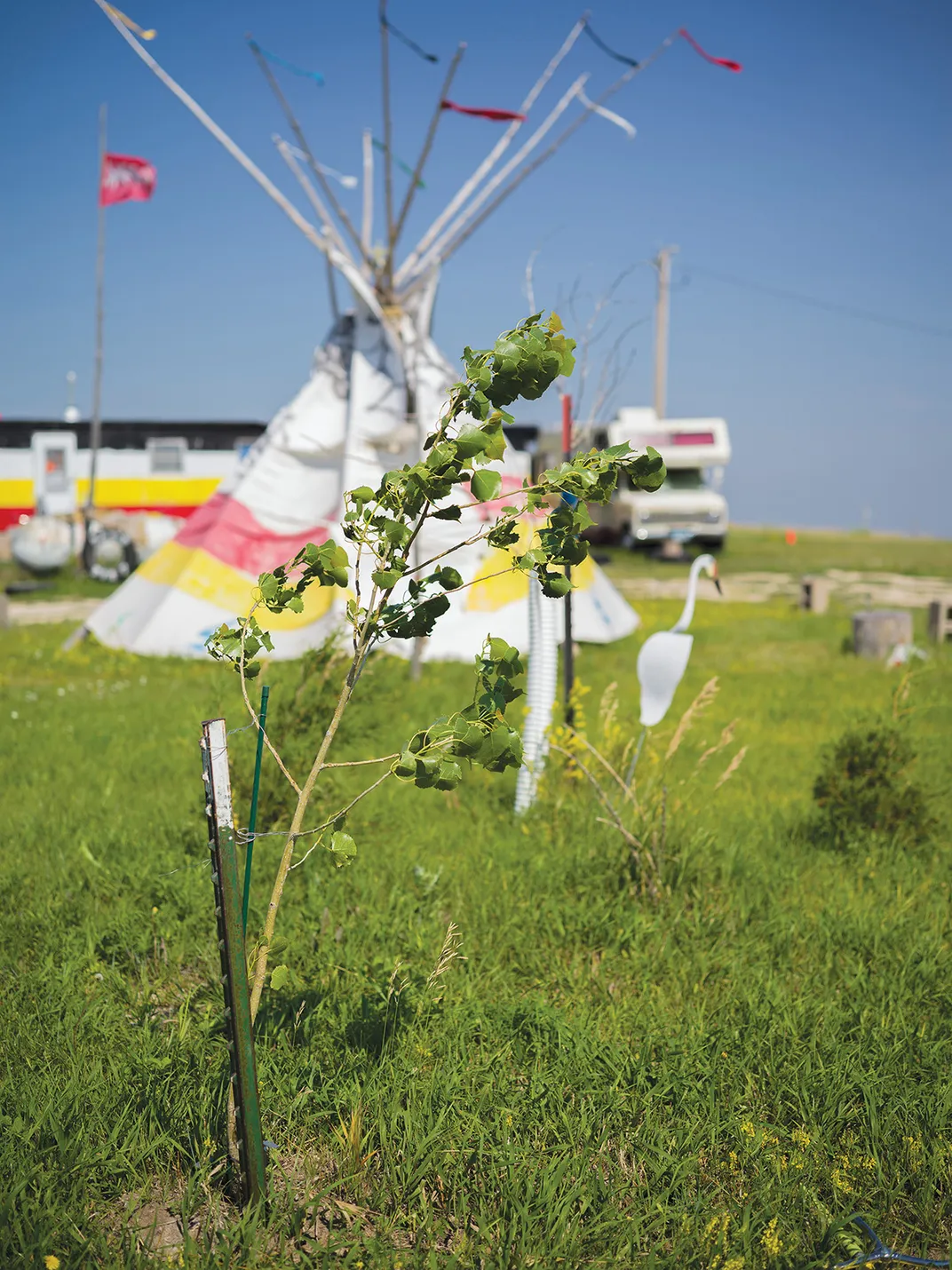 A sapling from the Witness Tree that Phil Little Thunder planted in his yard on the Rosebud Reservation in South Dakota.