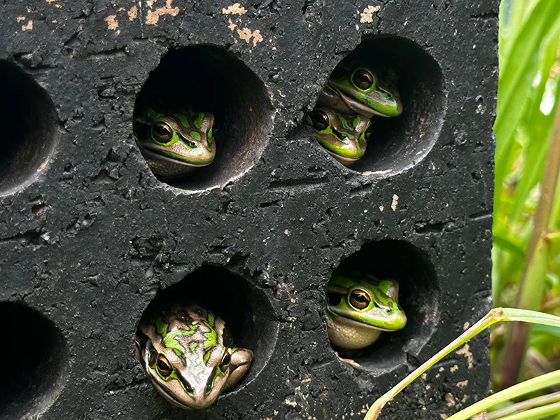 Frog Saunas