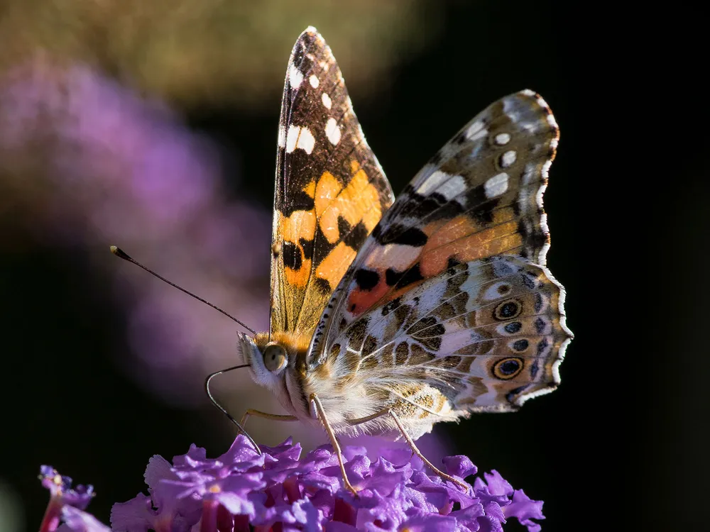 Painted Lady