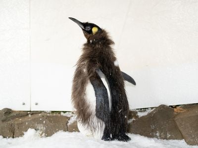 The beloved baby penguin Pesto is in his &quot;awkward&quot; phase, molting his downy feathers in favor of adult plumage.