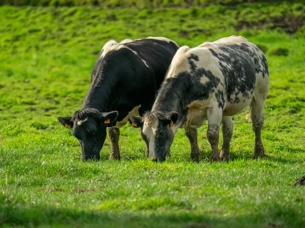 Two cows standing side by side and eating grass in a green field