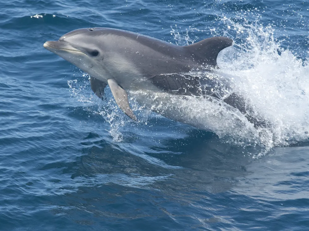 Bottlenose dolphin jumping out of the water