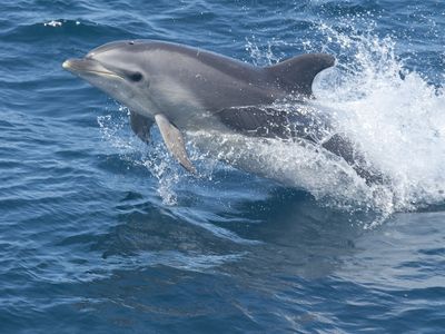 Bottlenose dolphins are highly social and typically live in pods.