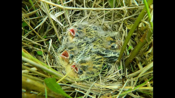 Preview thumbnail for Why Young Grassland Songbirds Sleep In