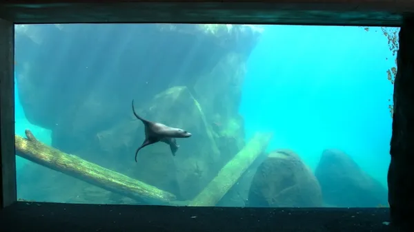 Preview thumbnail for A sea lion propels itself through the water at Smithsonian's National Zoo