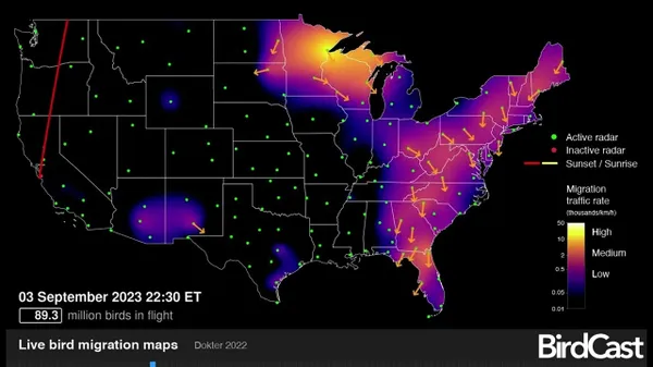 Preview thumbnail for A Map of Migrating Birds