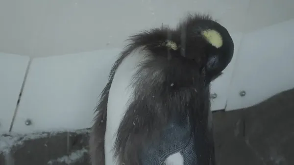 Preview thumbnail for Pesto the Enormous, Viral King Penguin Molts His Baby Feathers