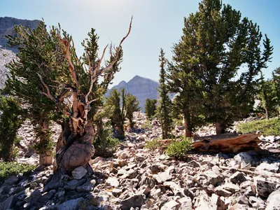 The Prometheus tree once stood in this grove on a mountain in Nevada.