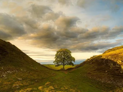 An image of the famous Sycamore Gap tree before it was illegally cut down in 2023