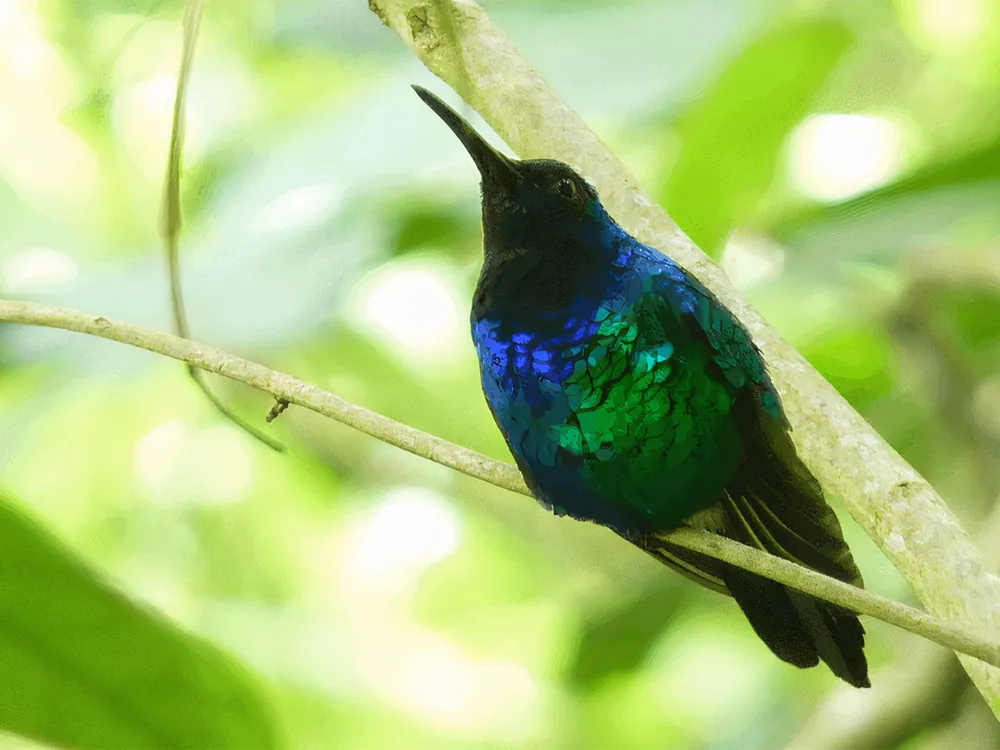 Santa Marta Sabrewing