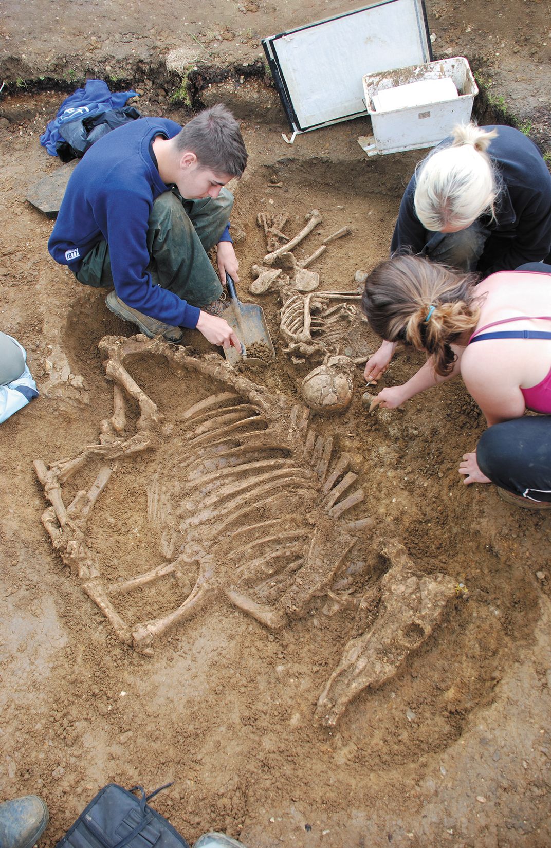 workings dust of a skeleton of a cow in England