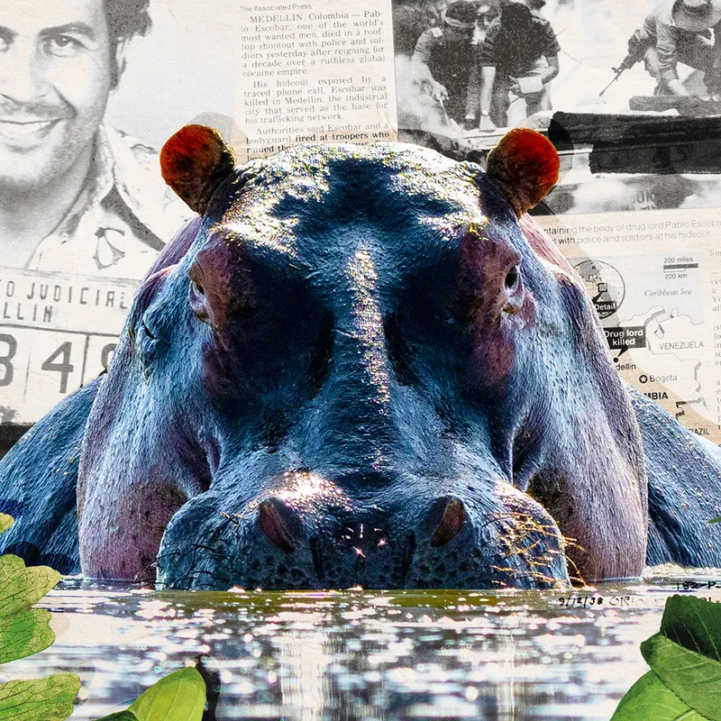 Illustration of hippo in front of newspaper clippings