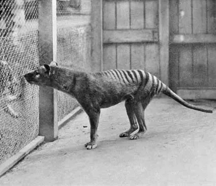 Tasmanian tiger in captivity