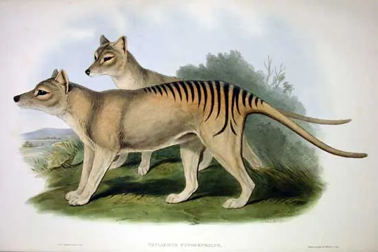 an illustration of two thylacines