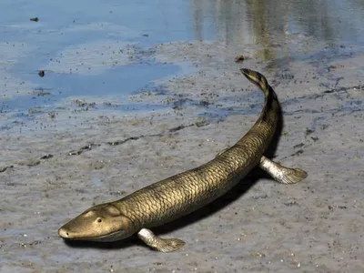 A visualization of&nbsp;Tiktaalik roseae, an extinct aquatic&nbsp;animal&nbsp;with fossils that shed light on the evolution of land animals from marine animals millions of years ago.