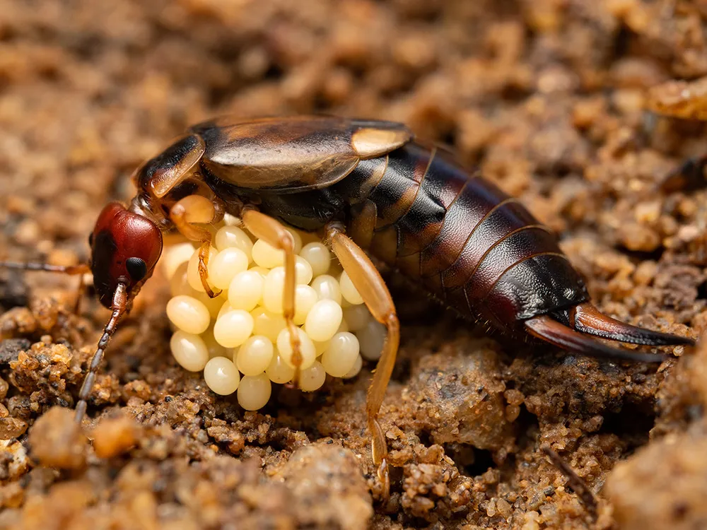 Earwig With Eggs