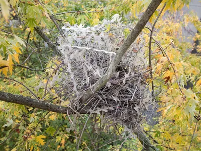 bird nest made mostly of metal spikes resting on a tree branch