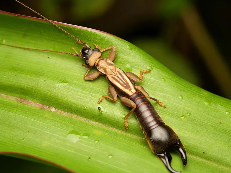 Earwig