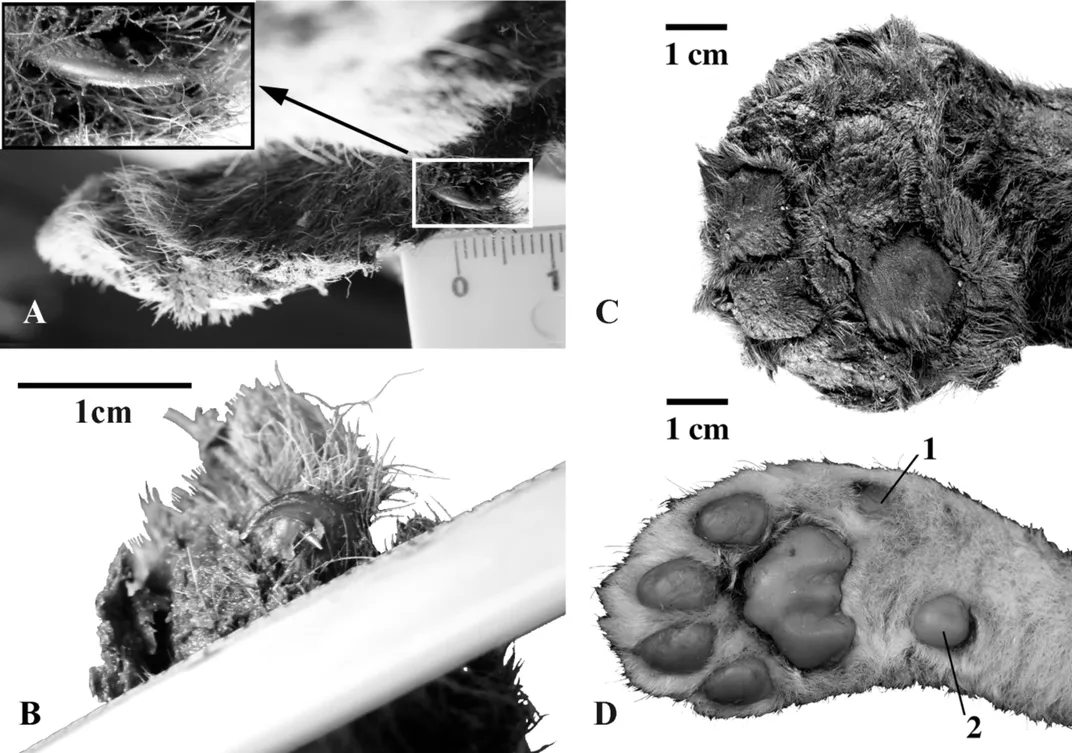 A 35,000-Year-Old Saber-Toothed Cub Was Unearthed in Siberia—and It Still Had Its Whiskers and Claws