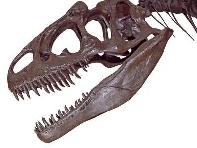 Allosaurus