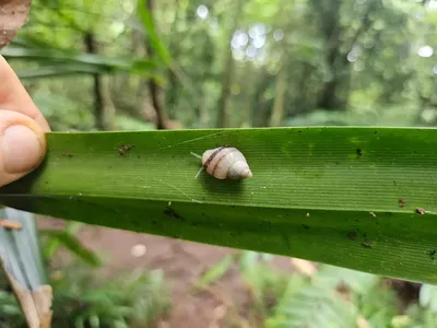 This&nbsp;adult Partula tohiveana snail doesn&#39;t have a dot of UV-reflective paint on its shell, meaning it was born in the wild.