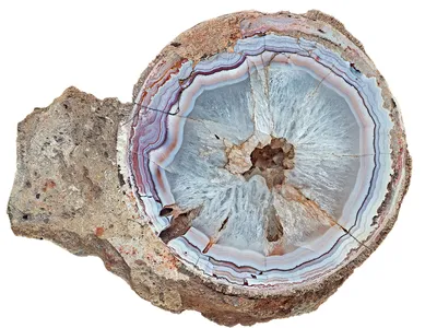 Titanosaur egg for cover